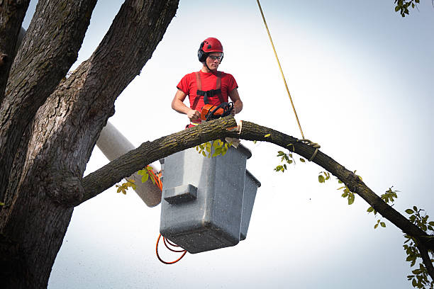 Best Root Management and Removal  in Rio Vista, TX